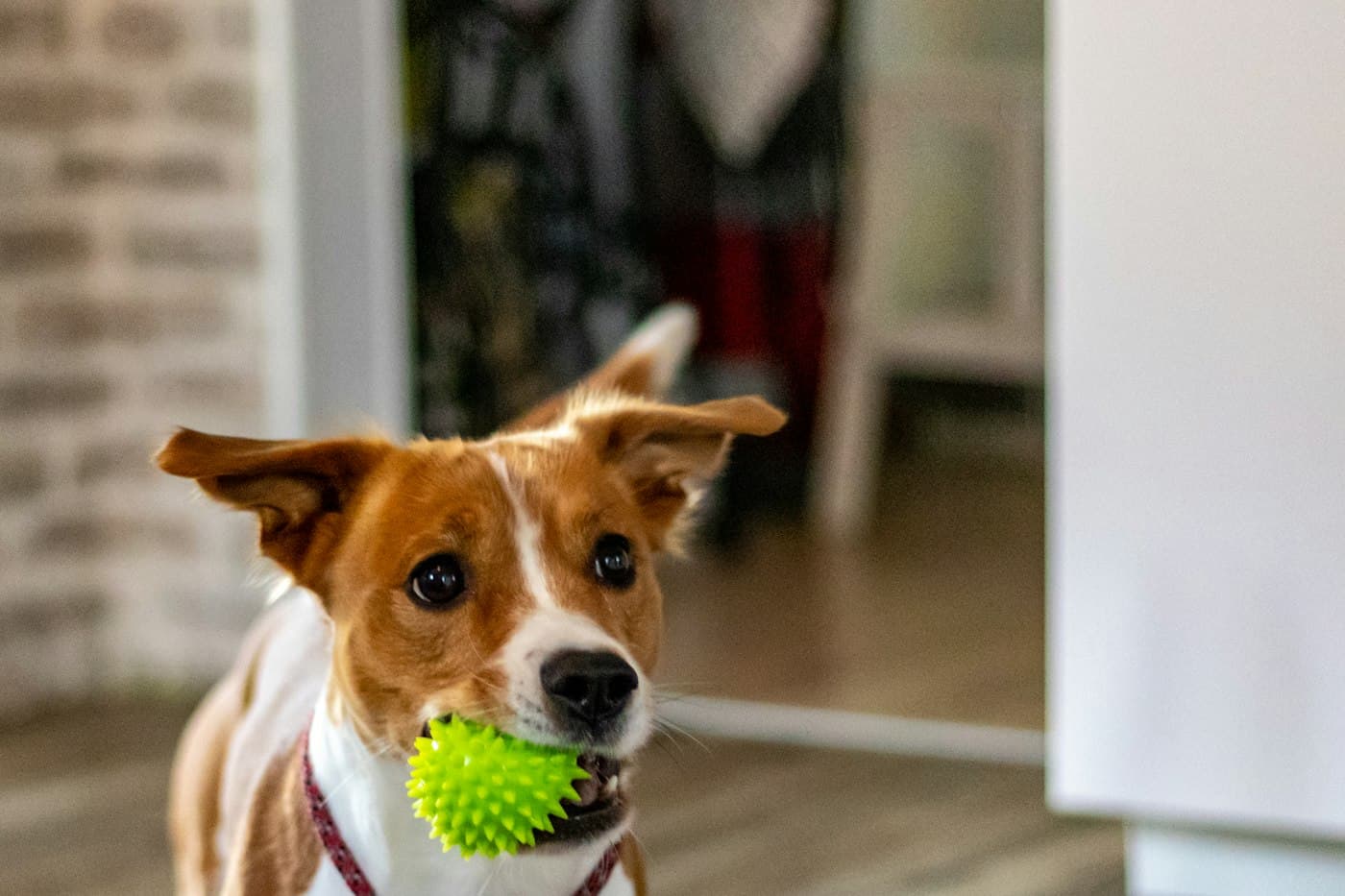 A dog with a green ball in its mouth