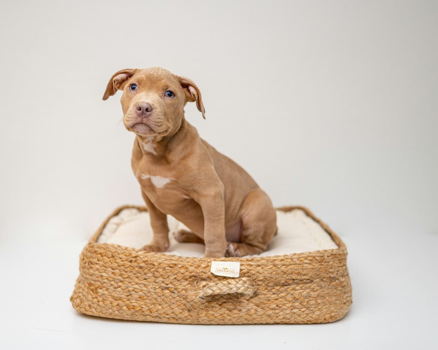 A puppy sitting in a woven basket bed