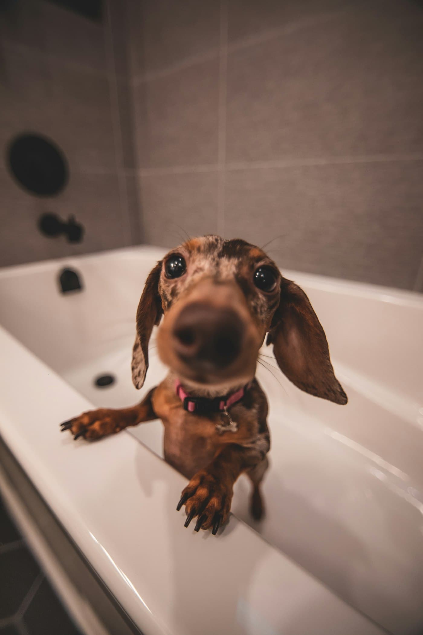 A dachshund standing in a bathtub
