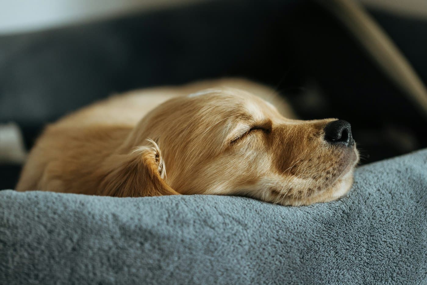 A golden puppy fast asleep on a soft bed