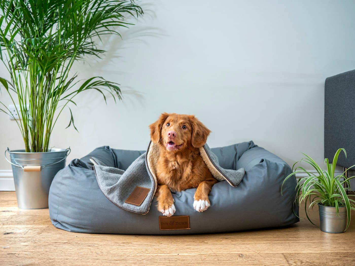 A dog snuggled into a grey bed with a blanket