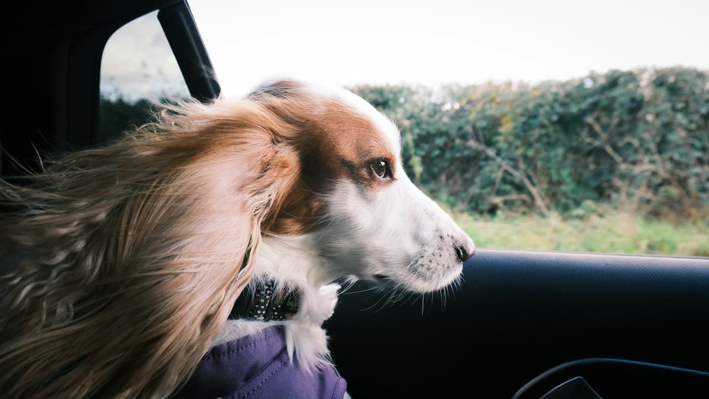 A dog riding in the passenger seat of a car