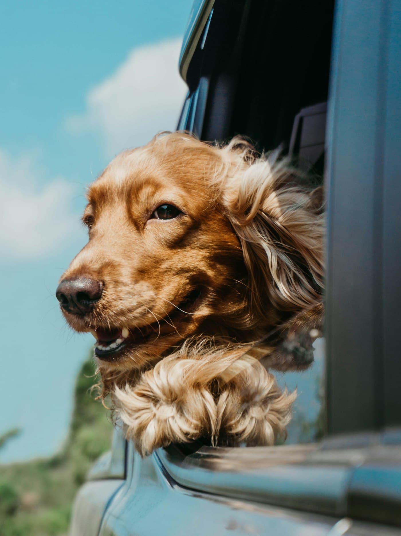 A golden spaniel with its ears flying in the breeze at a car window