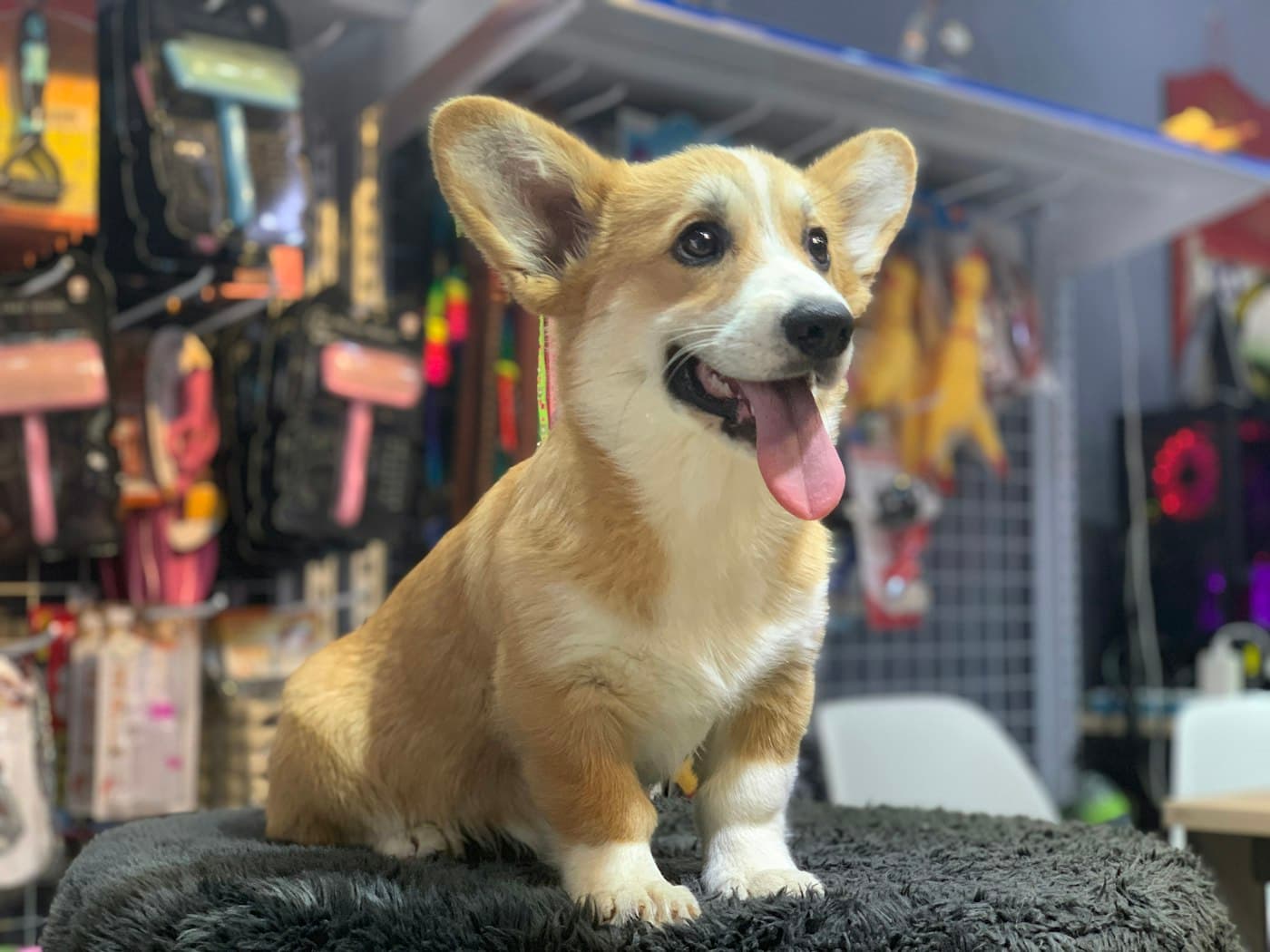 A happy corgi puppy in a pet shop aisle full of leashes and toys