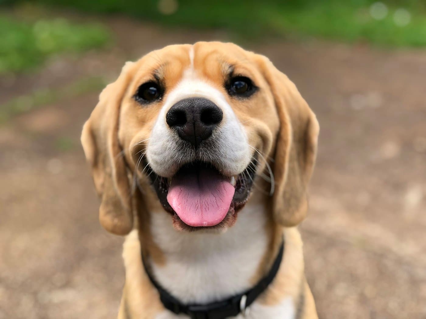 A smiling beagle looking straight at the camera