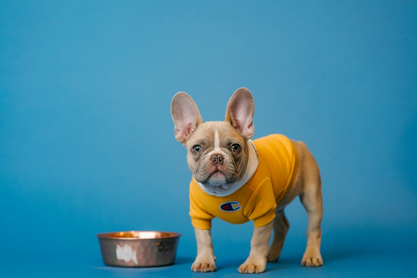A French bulldog in a yellow shirt beside its food bowl