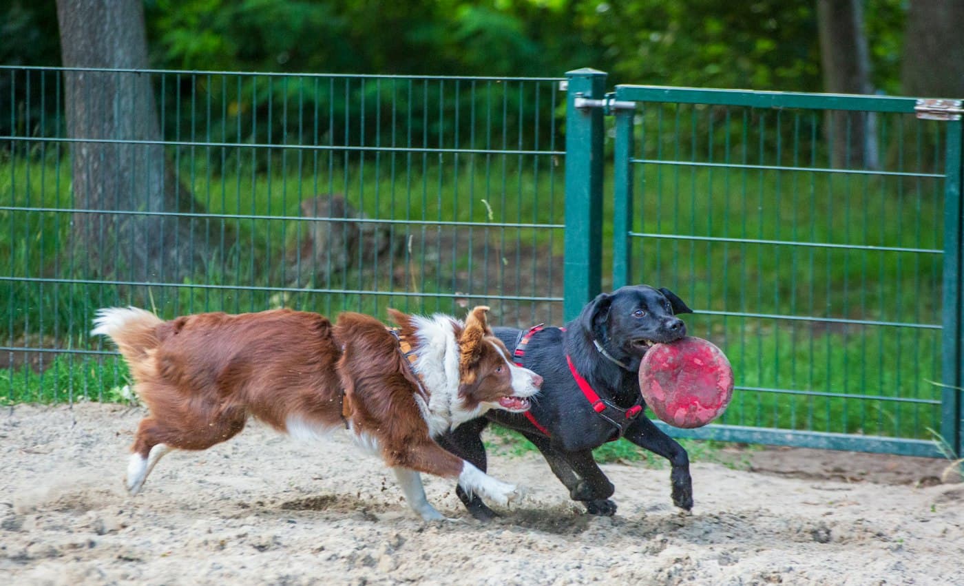 Two dogs playing with a frisbee