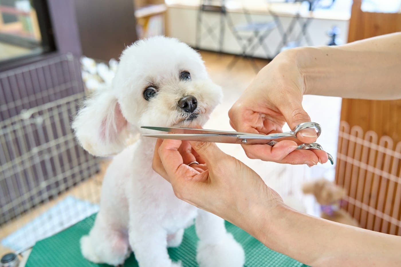 A fluffy white dog having its coat trimmed with scissors