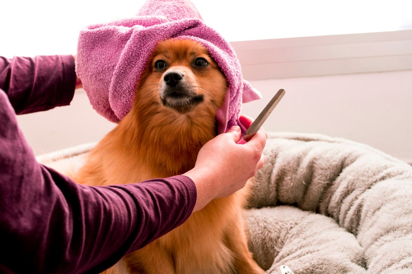 A Pomeranian wrapped in a pink towel being brushed