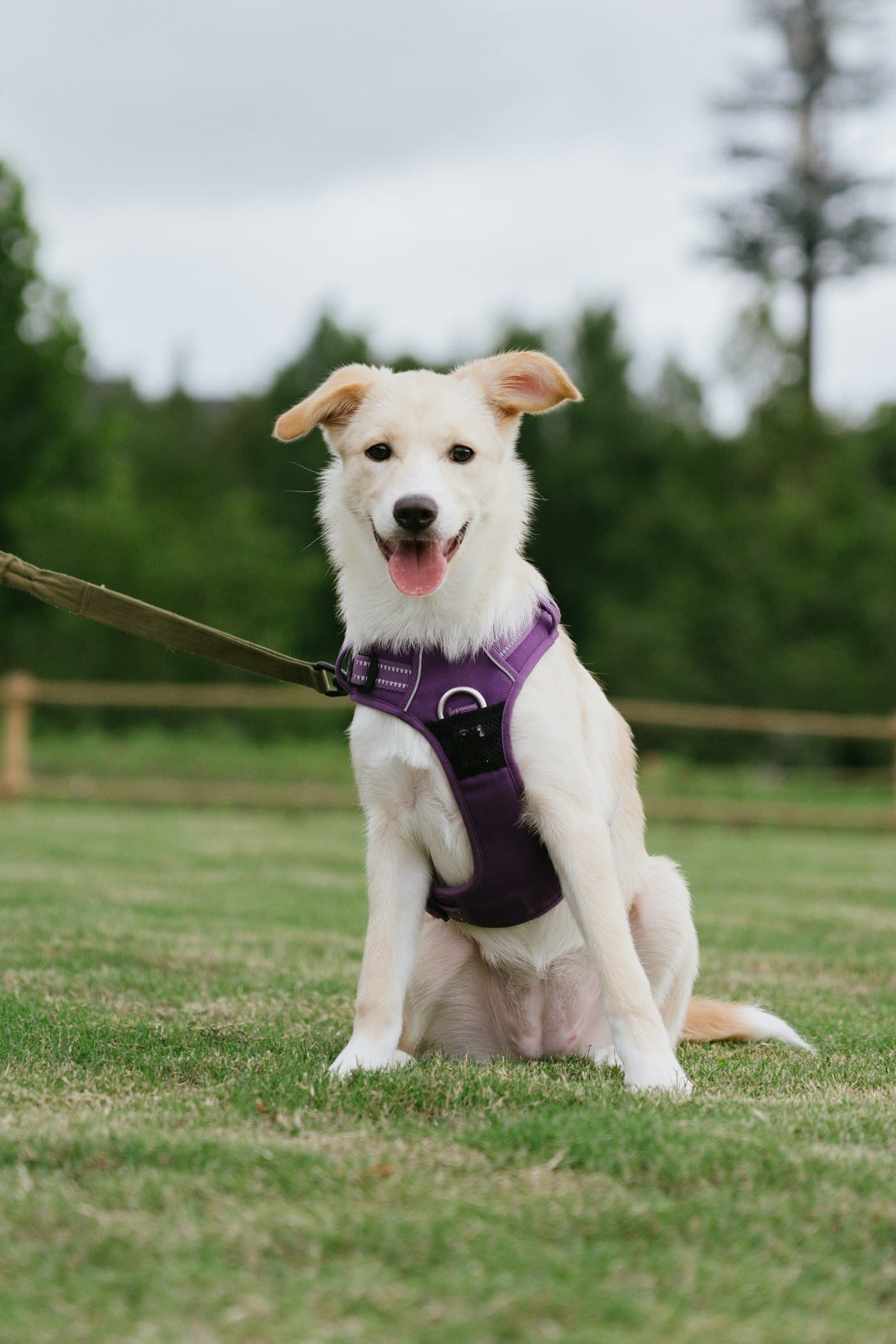 A cream dog in a purple harness sitting on a lawn
