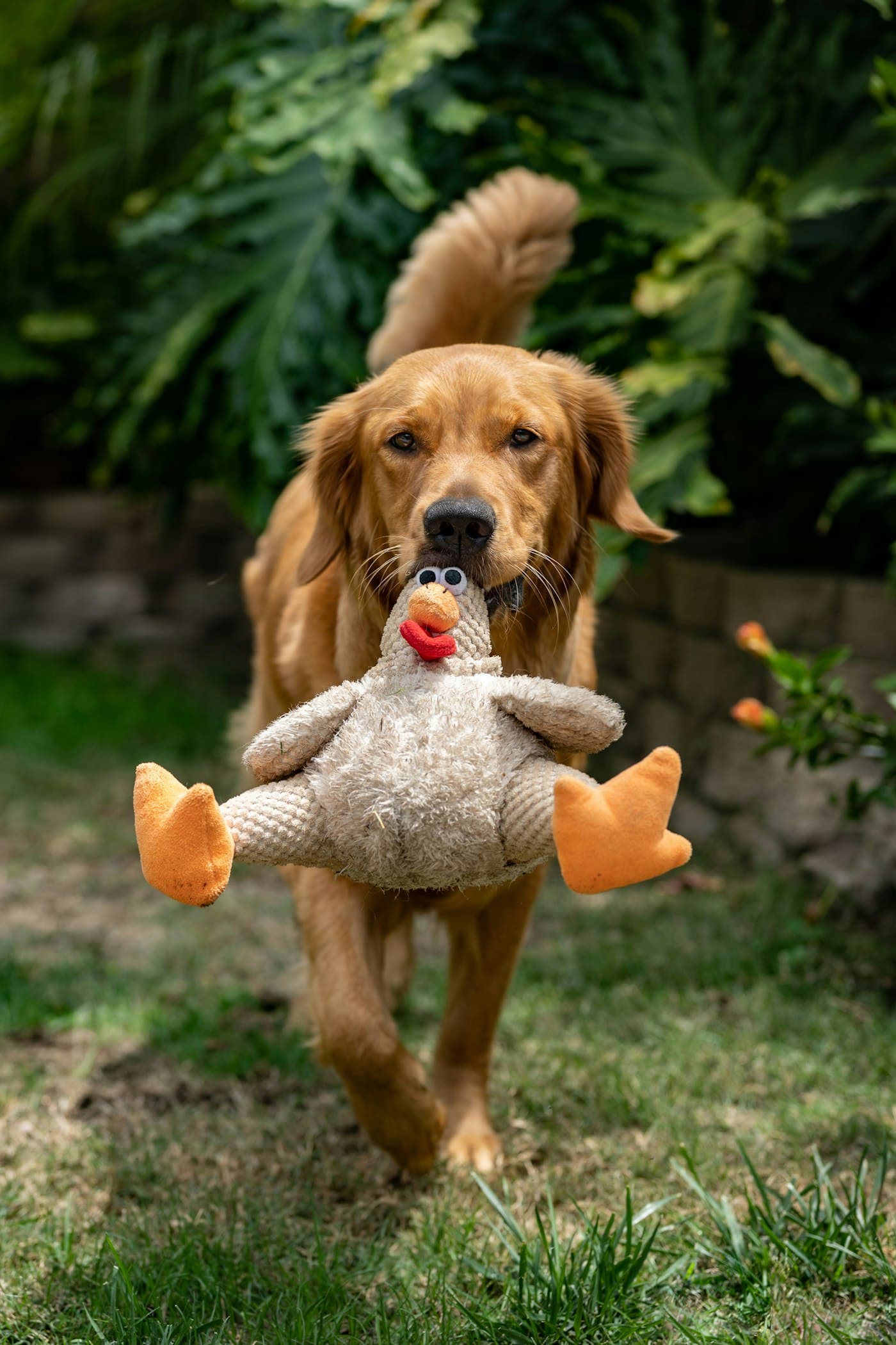 A golden retriever trotting along with a plush toy