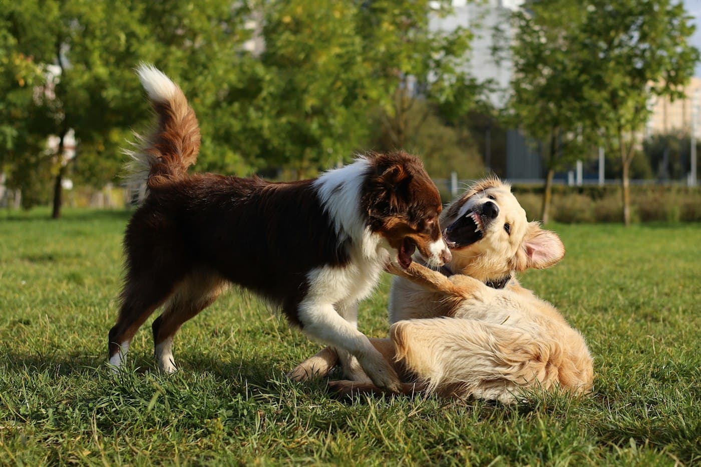Two dogs playing together on the grass