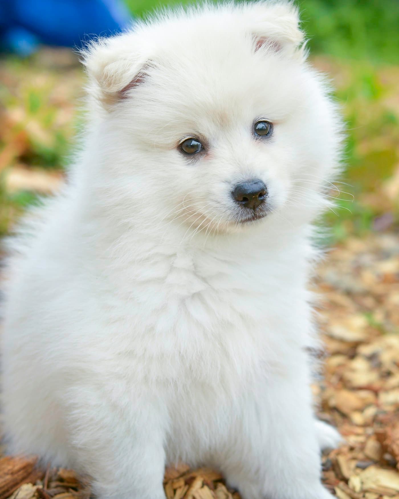A fluffy white puppy looking up