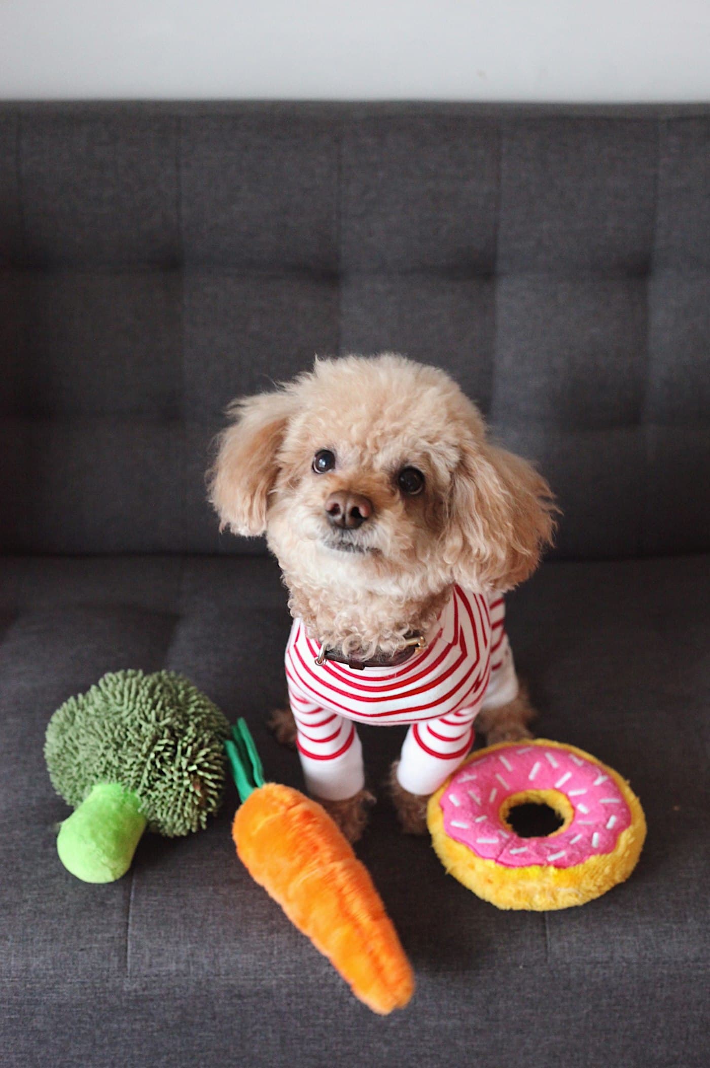 A curly poodle puppy in a striped top surrounded by toys