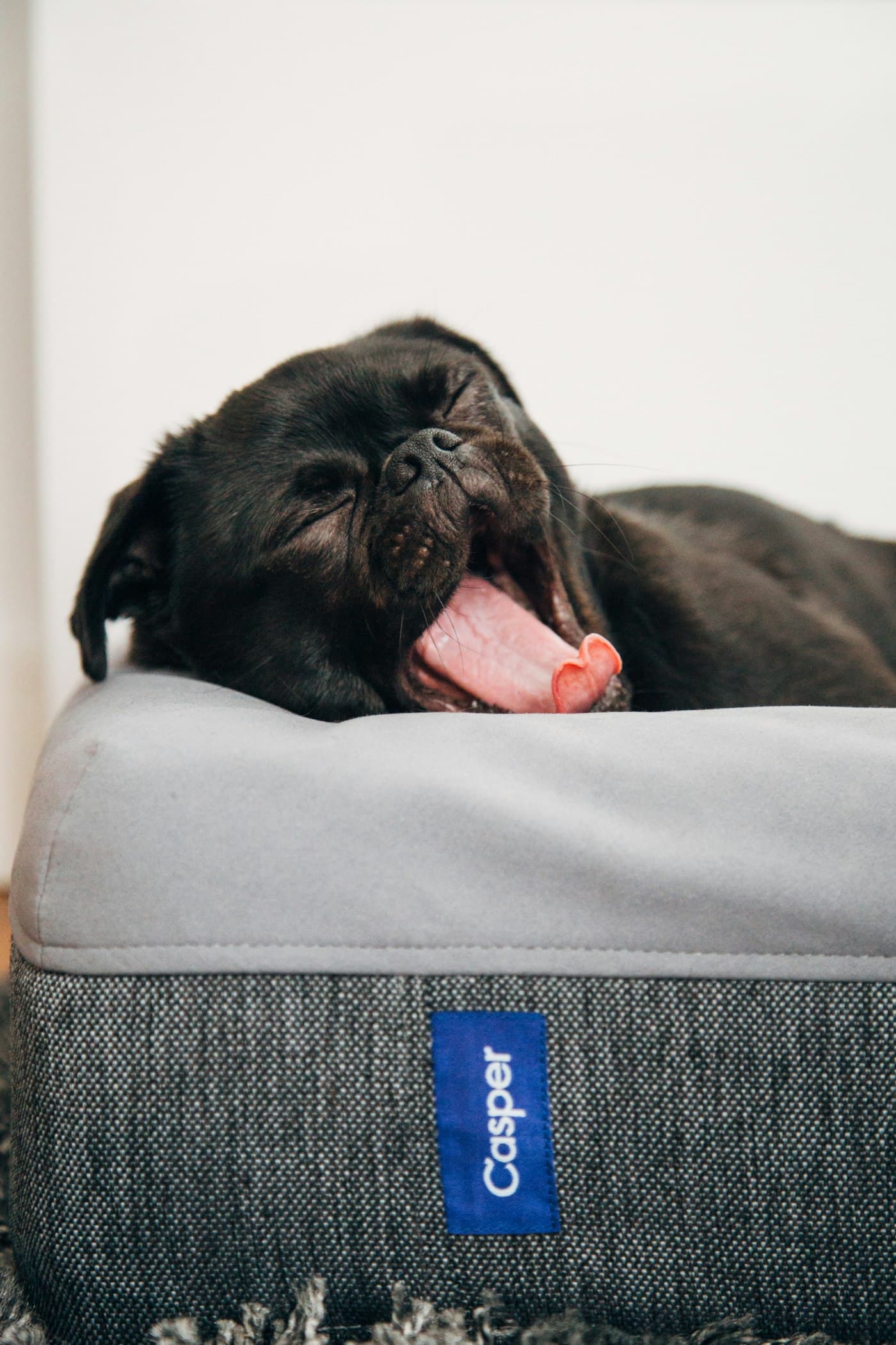 A black pug yawning on its bed