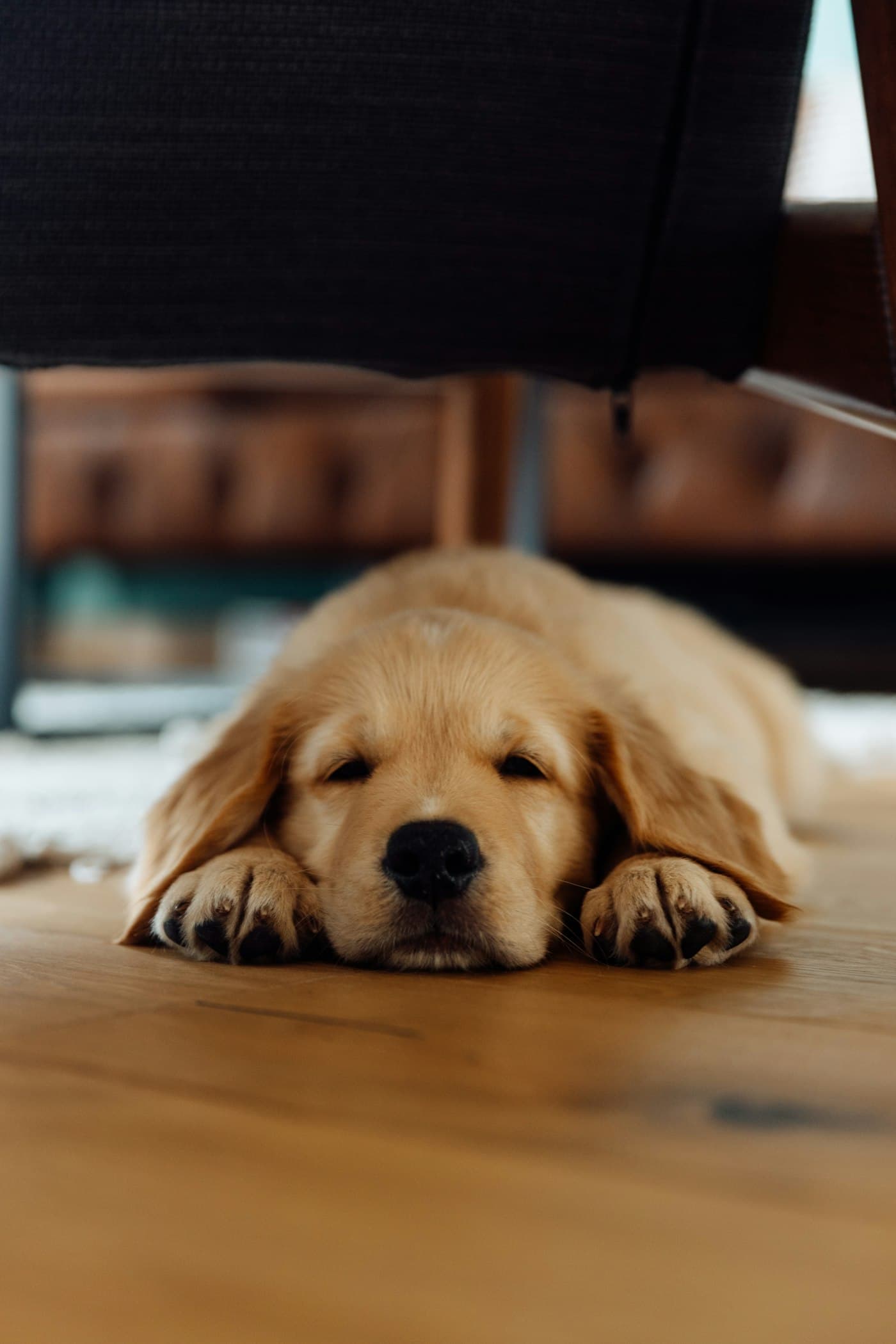 A golden retriever puppy asleep on a wooden floor