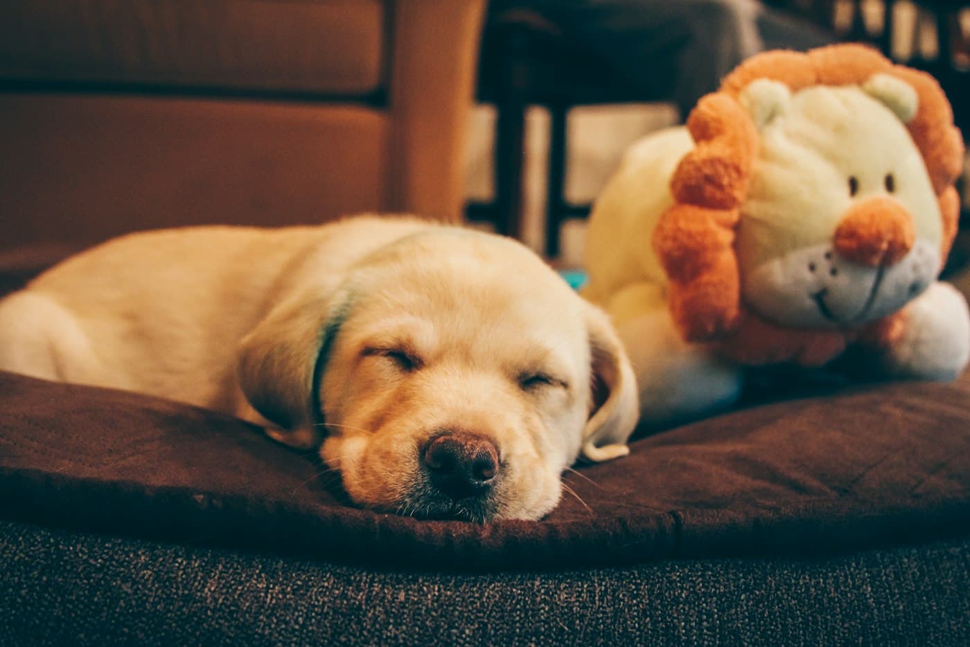 A sleepy golden puppy next to a lion plush toy