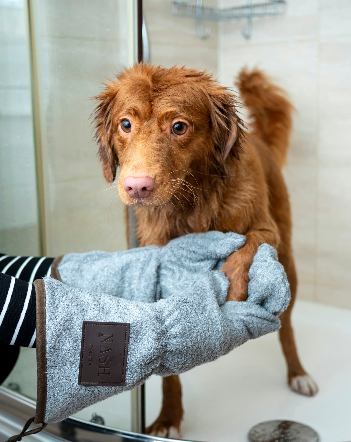 A dog being brushed with a grooming glove