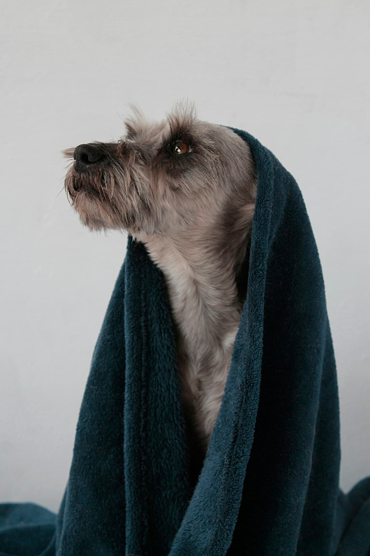 A scruffy little dog wrapped in a towel