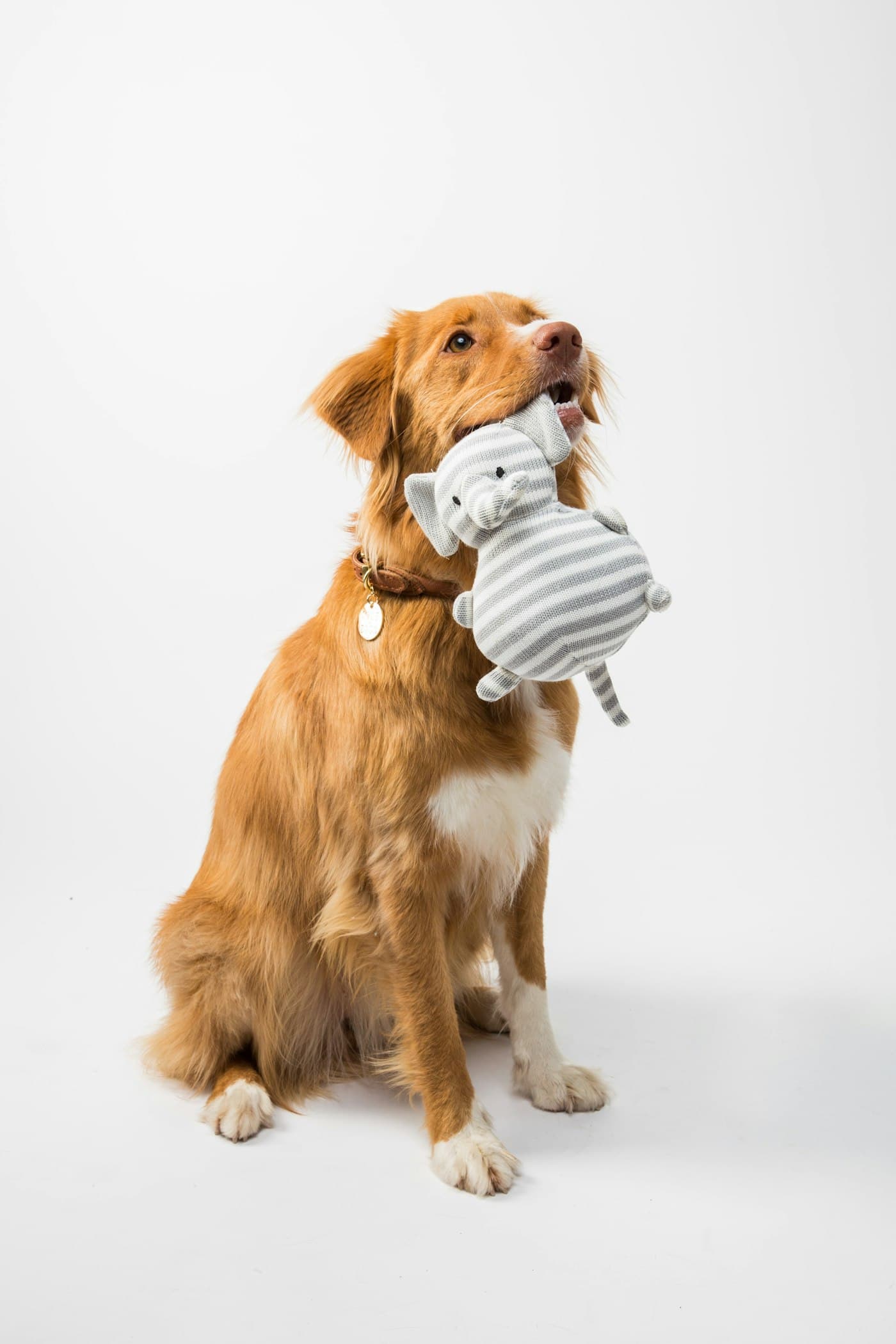 A golden dog holding a striped plush elephant