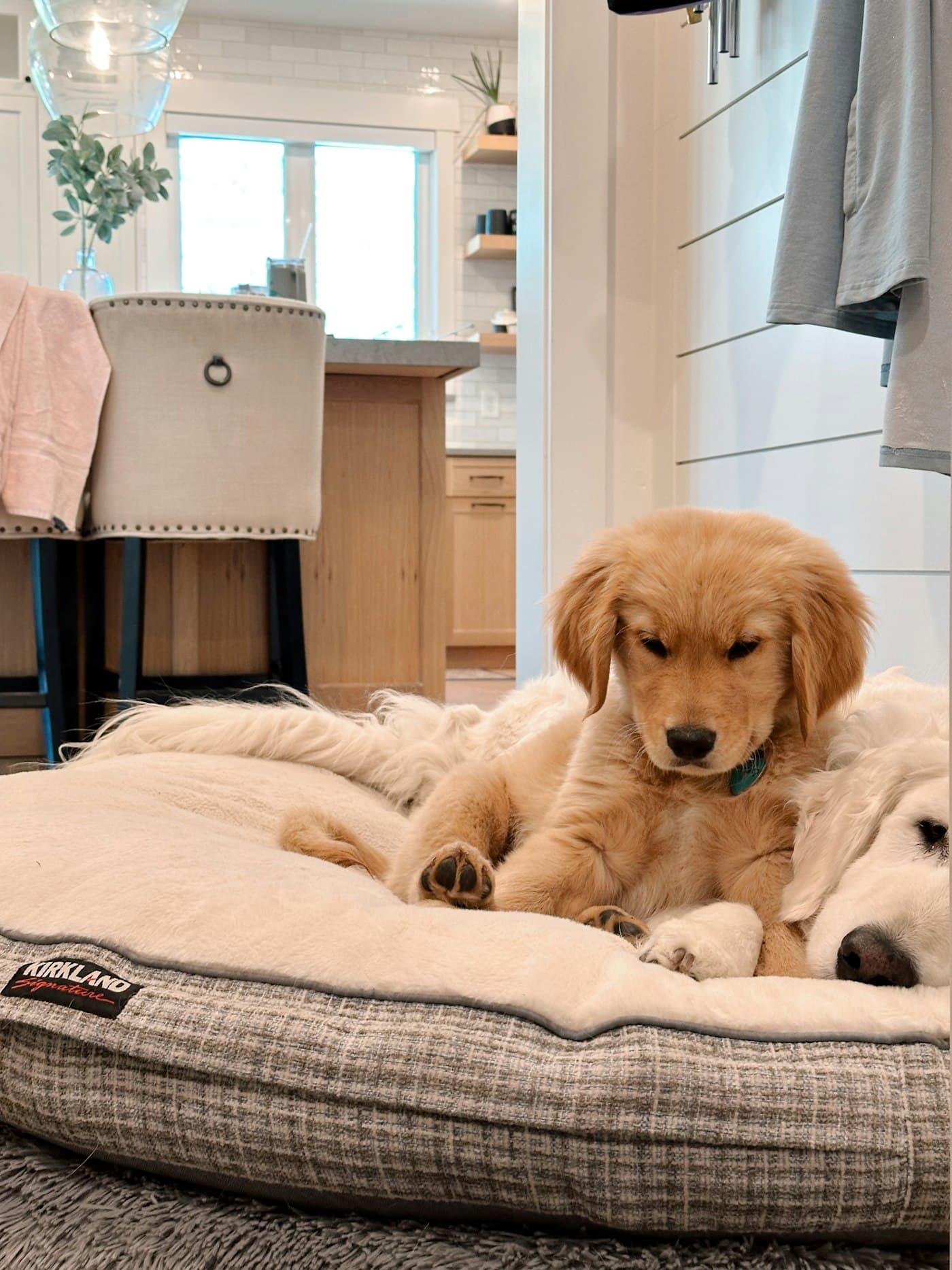 Two golden retriever puppies resting on a dog bed