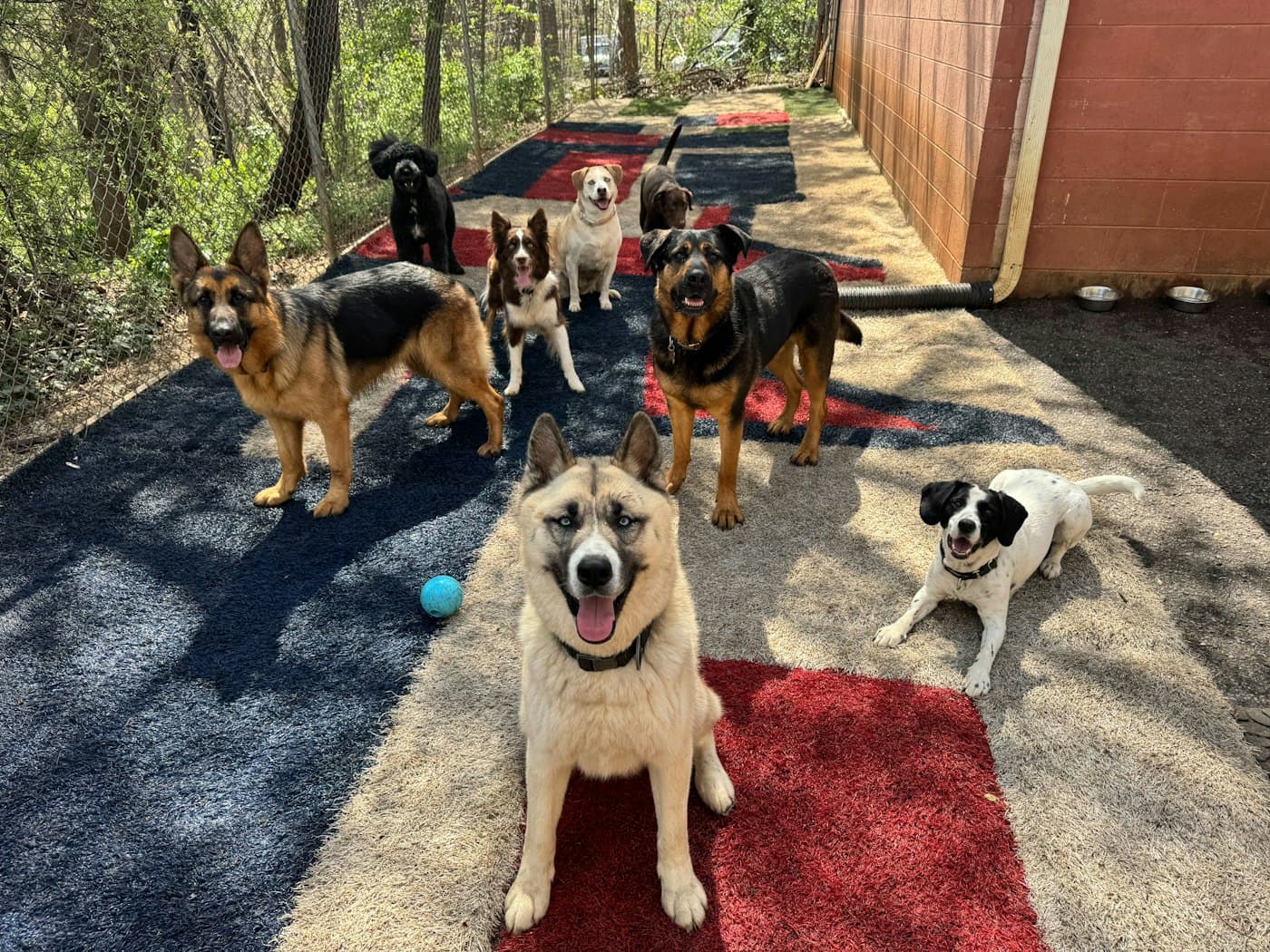 A group of dogs together in a fenced play yard