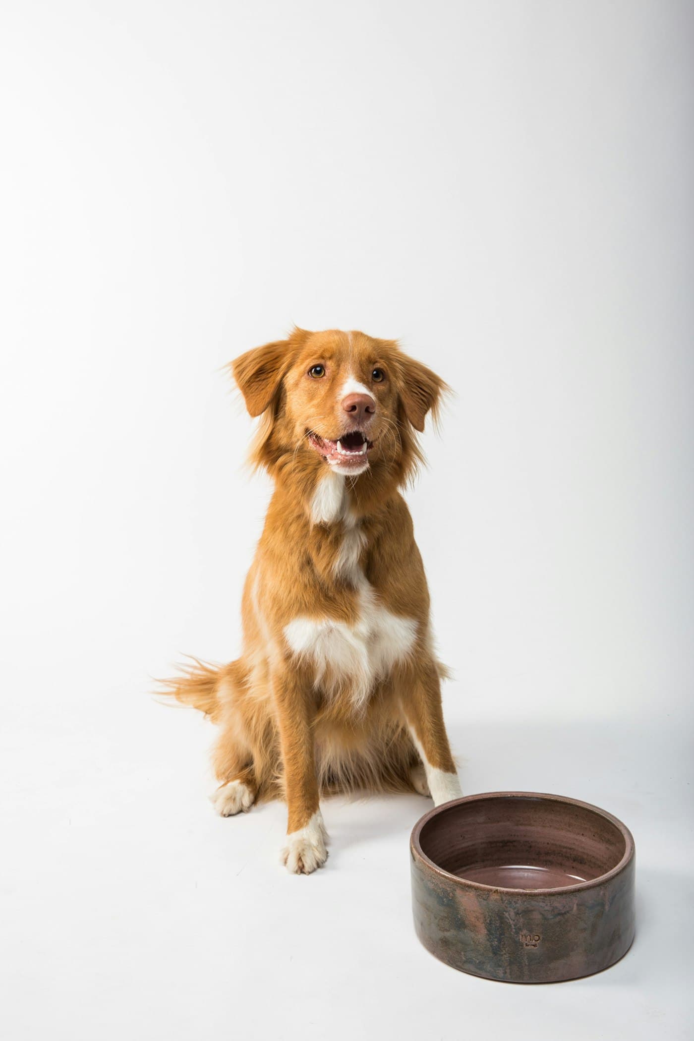 A golden dog waiting patiently beside its bowl